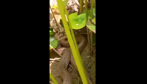 Cobra swallows huge viper after a fight; scary video goes vira