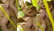 Indian cobra swallows Russell's viper; watch epic battle between snakes