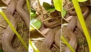 Indian cobra swallows Russell's viper; watch epic battle between snakes