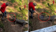 Man finds bizarre technique to shoo away angry crocodile; watch viral video