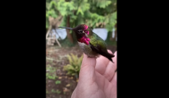 This beautiful bird changes its colour as it moves its neck; viral video will leave you amazed