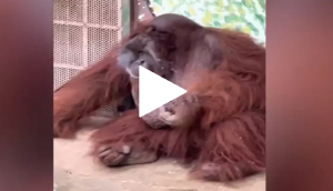 Video of male ape smoking a cigarette in  zoo goes viral; netizens call it ‘appalling’