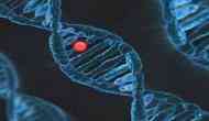 DNA methylation in bacteria regulates virulence, reproduction, and gene expression: Study