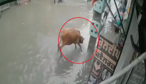 Cow accidentally touches electric pole; watch scary video