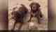 Two pet dogs make sand castle on beach; video goes viral 