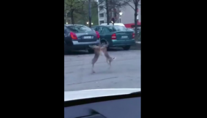 Watch: Two hares fight in the middle of a road, video goes crazy viral
