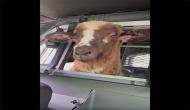 Viral video of stray sheep in police cruiser leaves the Internet amused