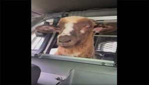 Viral video of stray sheep in police cruiser leaves the Internet amused