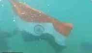 'Har Ghar Tiranga' campaign: Indian Coast Guard performs underwater flag demo