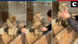 Man shows magic trick to monkey; its reaction will give you a dose of laughter!