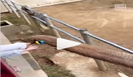 Watch: Elephant returns child’s shoe that fell inside enclosure