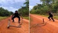 Huge king cobra lunges at man when he tries to lift it; watch thrilling video