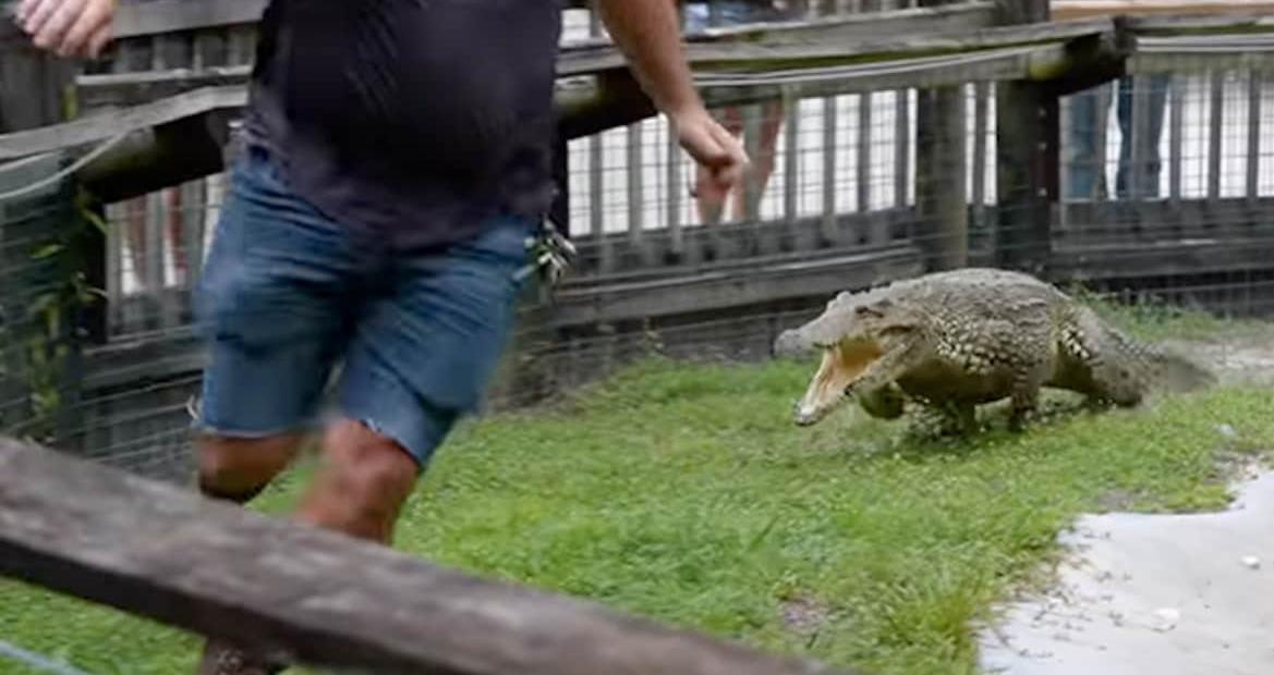 Crocodile fiercely gallops towards man in an enclosure; watch hair-raising video