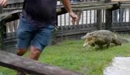 Crocodile fiercely gallops towards man in an enclosure; watch hair-raising video