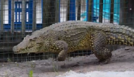 Watch giant crocodile galloping towards man; what happened next?...
