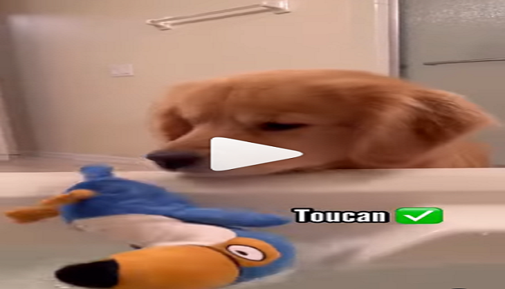 Video of cute dog bringing gifts to pet mom as she takes bath is adorable