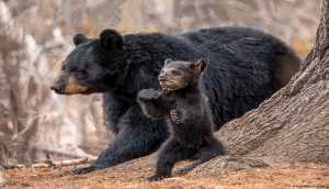 Srinagar: Bear, cub captured after 21-hour hunt