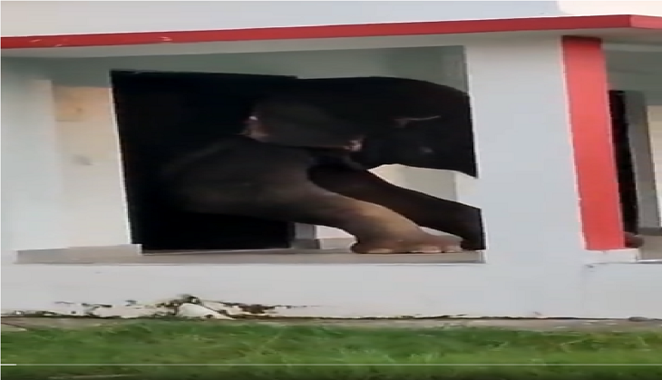Jumbo gets stuck in a building; what happens next?, watch