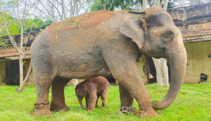 Dasara elephant Lakshmi gives birth to male calf in Mysuru palace premises