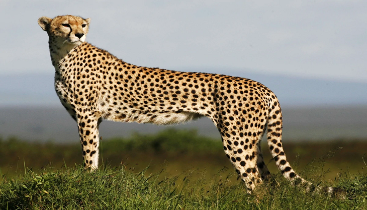 7-decade long wait ends today: India all set to welcome cheetahs