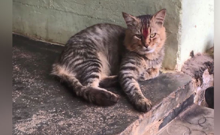 ‘A joyful reunion’: Missing cat reunites with family after 2 years 