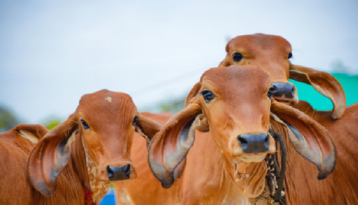 Rajasthan: Seers perform puja, havans to save cows from lumpy skin disease