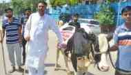 Rajasthan: BJP MLA gets cow to assembly, bovine runs away within minutes