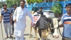 Rajasthan: BJP MLA gets cow to assembly, bovine runs away within minutes