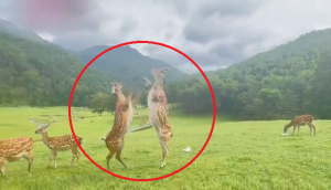 Watch: Two deer engage in 'boxing match', reminds netizens of kangaroos