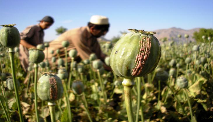 Pakistan Army, Taliban involved in narco trade: NATO investigation