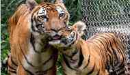 Gorakhpur zoo: UP CM Yogi Adityanath to name 2 leopard cubs 