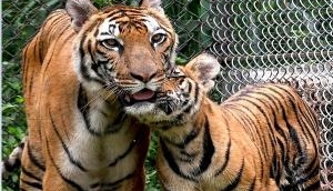 Gorakhpur zoo: UP CM Yogi Adityanath to name 2 leopard cubs 