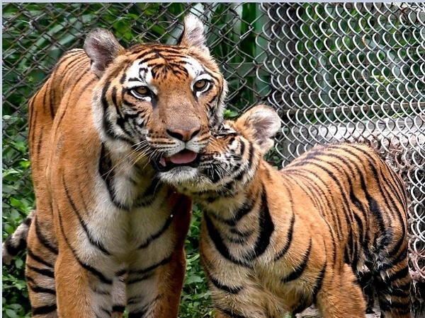 Gorakhpur zoo: UP CM Yogi Adityanath to name 2 leopard cubs 