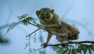 Tamil Nadu govt notifies India's first Slender Loris Sanctuary