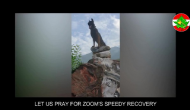 Next 24-48 hours critical for assault dog 'Zoom', injured in attack on J&K terrorists, says Army