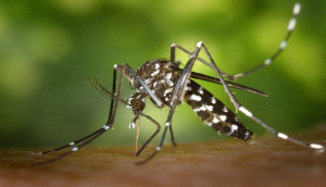 Centre rushes High Level team to UP to assess, manage dengue situation in 3 districts