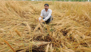 Rajasthan farmers bear brunt of unseasonal rains; crops damaged in 26 districts