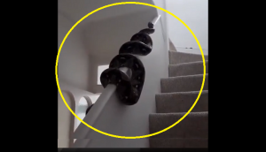 Wait ....what? Huge python slithering across handrail [WATCH]