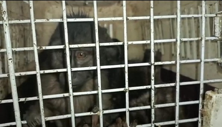 Assam Tea Garden: Over 10 exotic animals caged in three boxes recovered