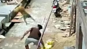 Monkey bodyslams man in WWE style; netizens call animal John Cena [Watch]