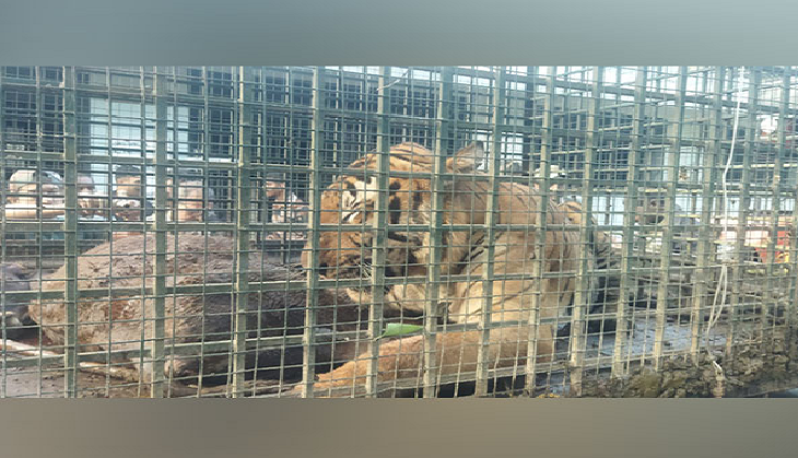 Tiger terror ends in Kerala's Wayanad as big cat captured after a month