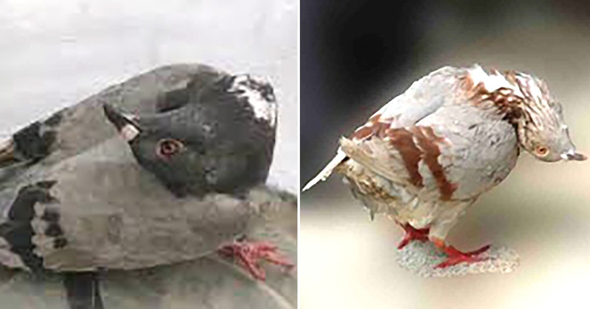 ‘Zombie’ birds found with twisted necks after catching horrific disease