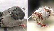 ‘Zombie’ birds found with twisted necks after catching horrific disease