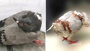 ‘Zombie’ birds found with twisted necks after catching horrific disease