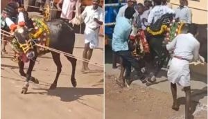 Karnataka: Spectators gored to death during bull race