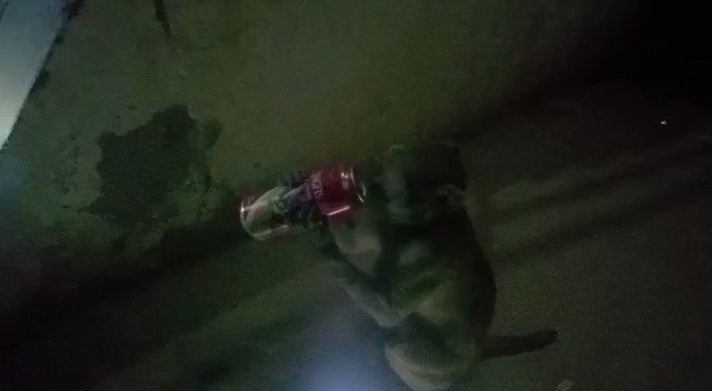 Beer-drinking monkey creates menace in UP town [VIDEO]