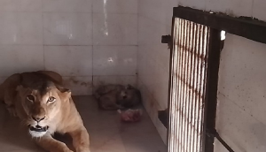 Good News from Gwalior Zoo! Lioness gives birth to 3 adorable cubs