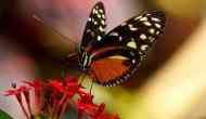 Researchers find how butterflies retain ancient wing patterns