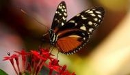 Researchers find how butterflies retain ancient wing patterns