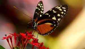 Researchers find how butterflies retain ancient wing patterns